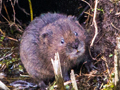 Water Vole